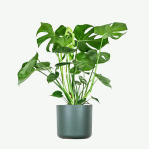Left Sidebar Monstera Deliciosa