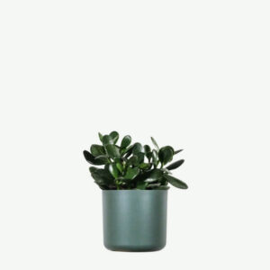 Left Sidebar Ficus Decora Burgundy