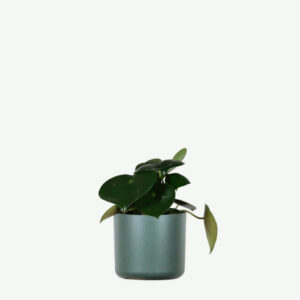 Left Sidebar Hoya Obovatum