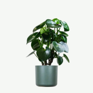 Left Sidebar Ficus Decora Cabernet