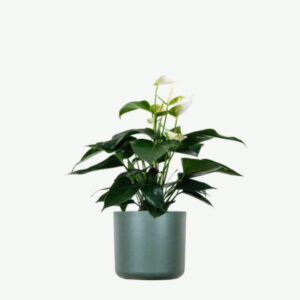 Left Sidebar Golden Pothos Pole